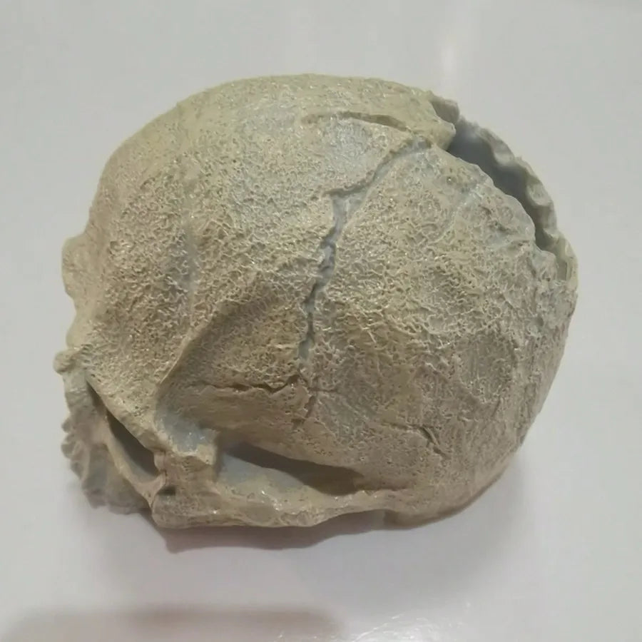Realistic Artificial Skull Decor for Reptile Terrariums Ideal for Bearded Dragons Snakes Durable Enhances Habitat Aesthetics