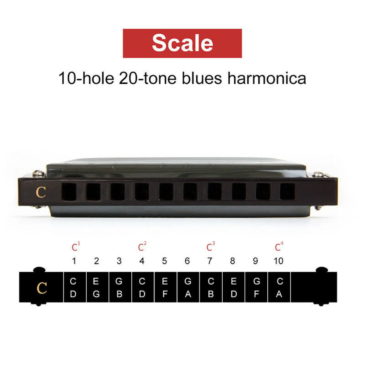 Stainless Steel 10 Hole Key of C Kids Blues Harmonica French Harp Mouth Organ Phosphor Bronze Reeds High Quality